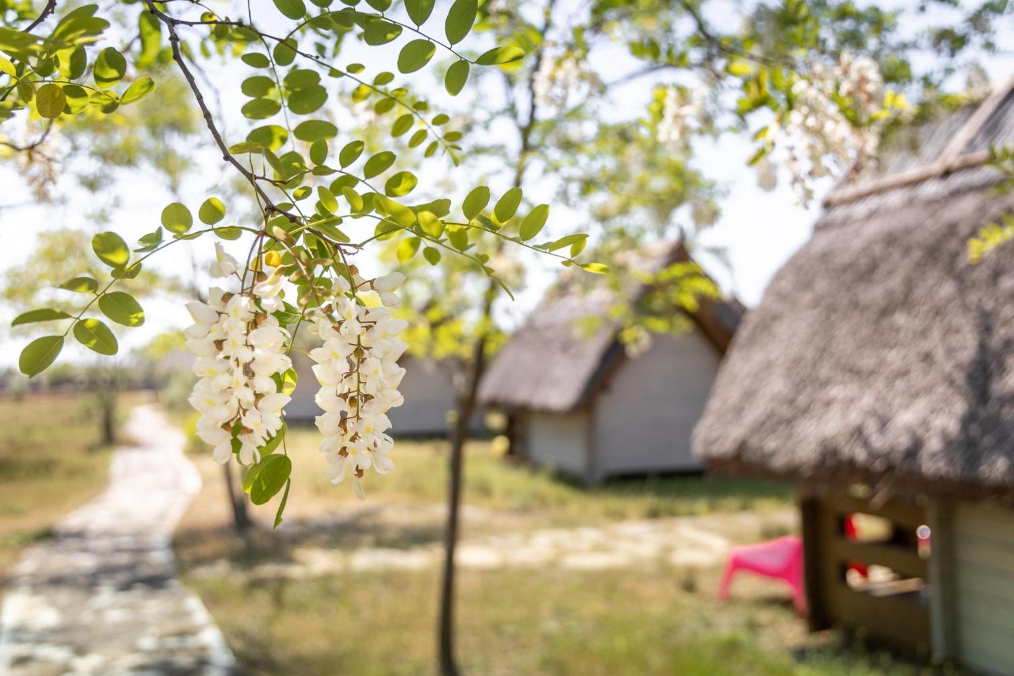 Dolphin Camping Sfantu Gheorghe  Ngoại thất bức ảnh